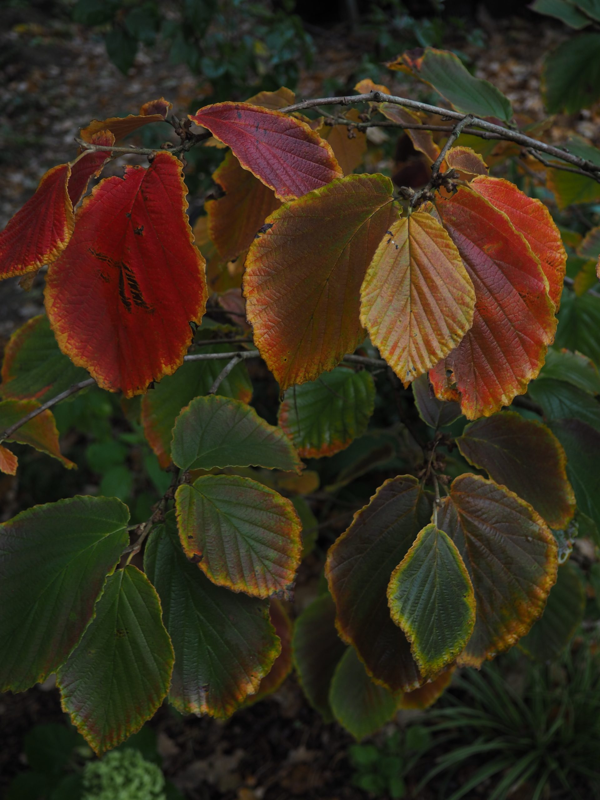 Oczar – nieoczywista roślina w ogrodzie