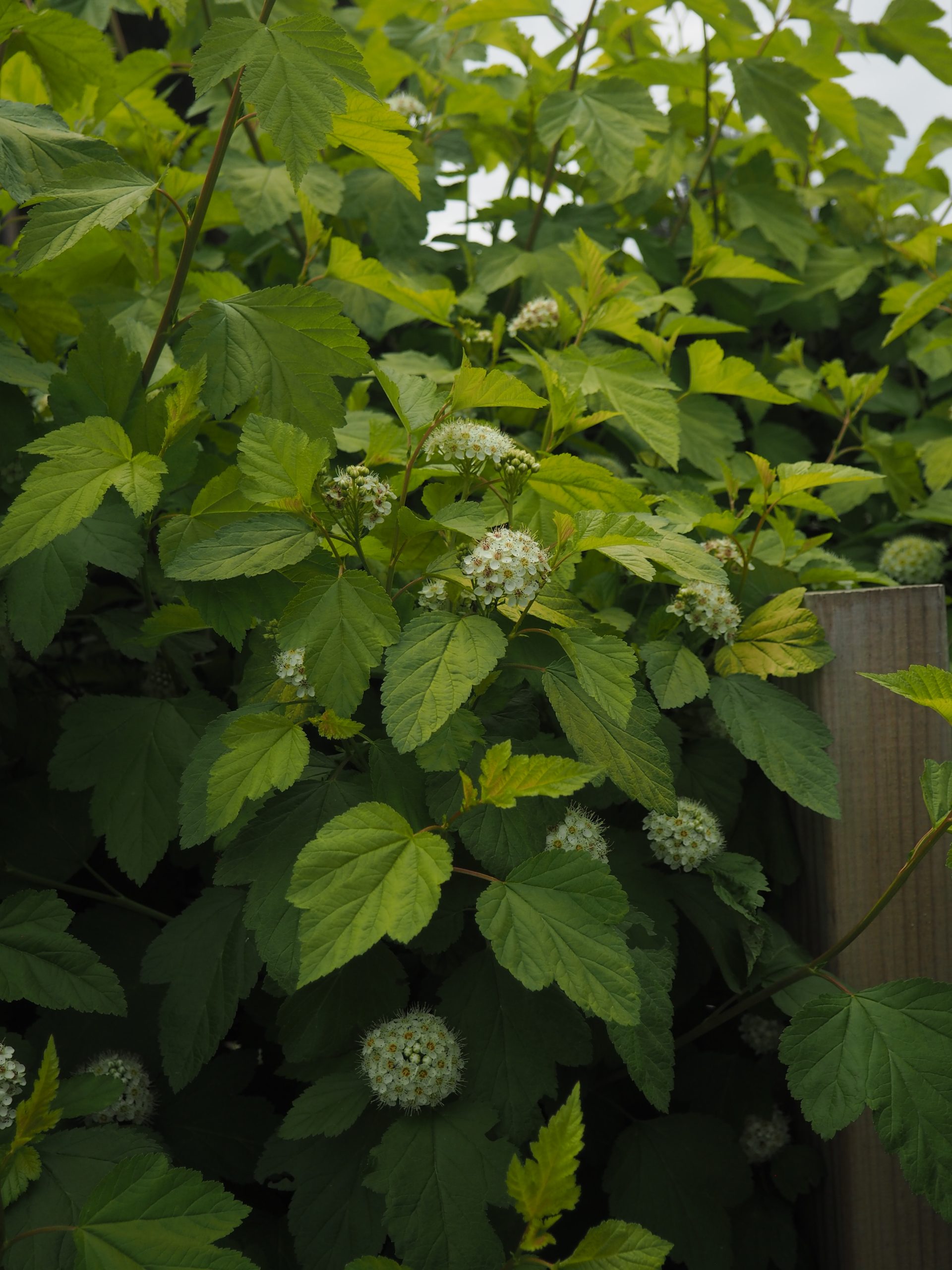 Angielskie hedgerows w polskim ogrodzie. Dlaczego swobodny żywopłot wielogatunkowy to najlepsze, co możesz podarować swojej przestrzeni?